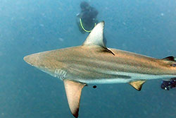 shark with 2 divers